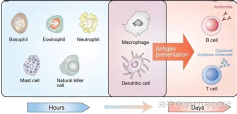 科研绘图系列：（3）使用ppt绘制免疫系统细胞（二维） 知乎