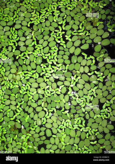 Lemna Minor Common Duckweed Or Lesser Duckweed And Salvinia Sp