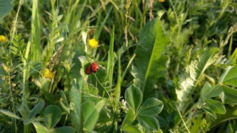 Kostenlose Foto Natur Gras Wachstum Feld Bauernhof Rasen Frucht