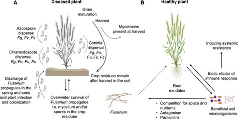 Interactions Of Fusarium Species With Plant And Other Microbiota