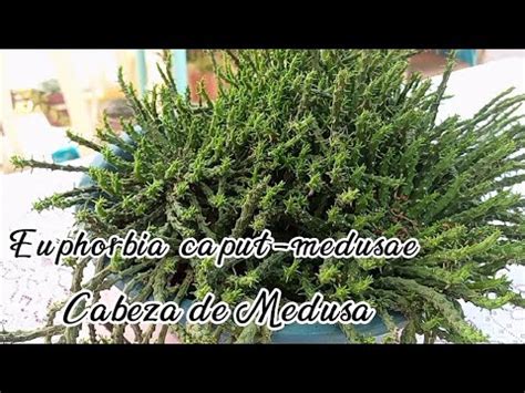 Euphorbia Flanaganii Cabeza De Medusa Youtube