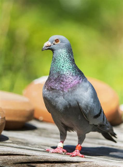 Full Body Of Speed Racing Pigeon Bird Standing In Green Garden Stock