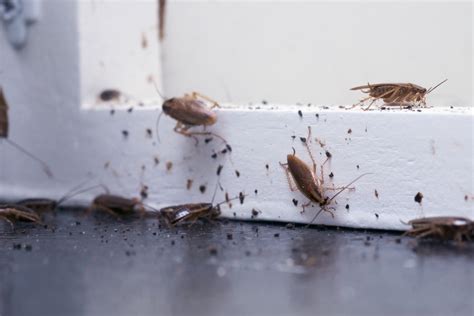 How To Get Rid Of Roaches Natran Green Pest Control Botanical Texas Pest Control