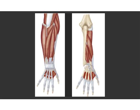 Posterior Antebrachial Region Muscles — Printable Worksheet