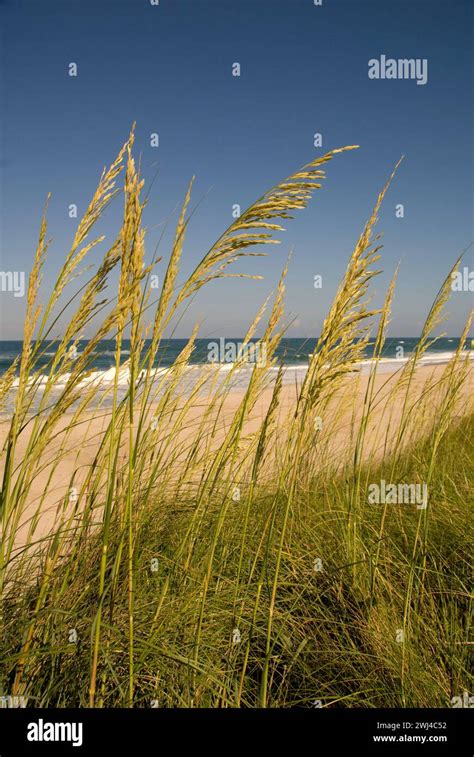 Sea Oats And Grasses Grow On Sand Dunes Of The Outer Banks Seacoast Of