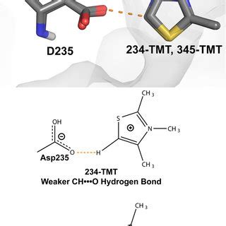 Examples Of Cho Hydrogen Bonds Orange Dashes In Nucleic Acids A