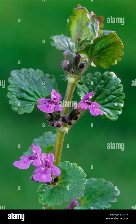 Ground Ivy Creeping Charlie Alehoof Glechoma Hederacea In Flower