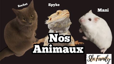 On Vous Pr Sente Nos Animaux Pets Video Presentation Chat Hamster