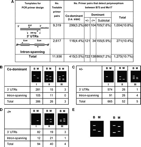 Figure 1 From Genetic Dissection Of Intermated Recombinant Inbred Lines