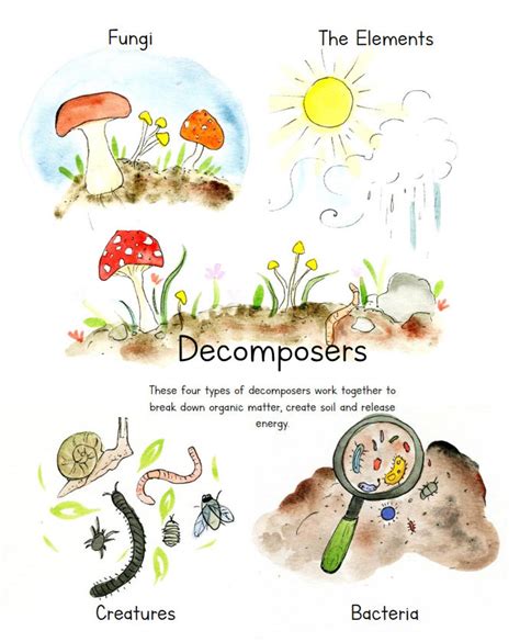 Decomposers Printable Poster - Etsy