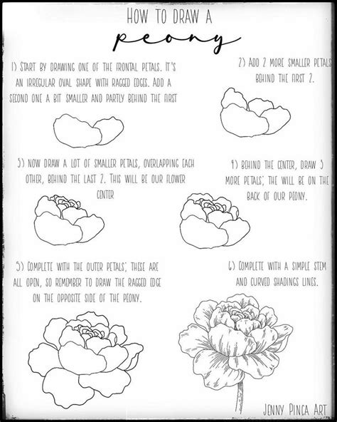 Jenny Pinca On Instagram Learn How To Draw A Peony With My New