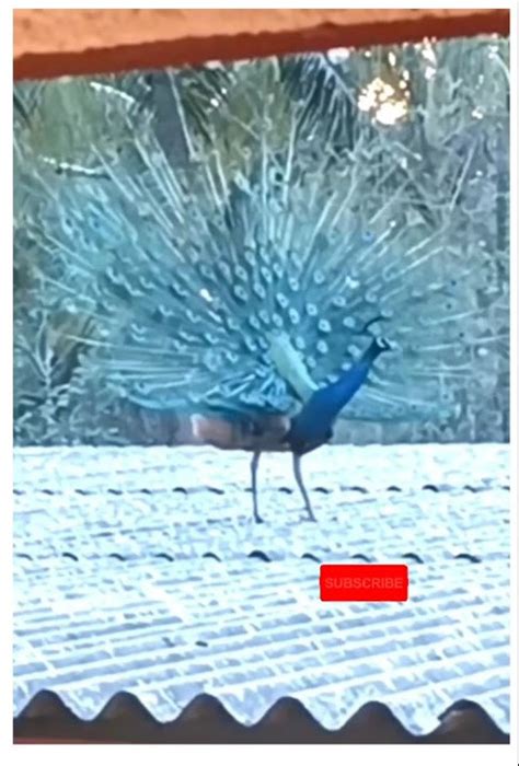 Beautiful Peacock Dance Video 🥰 Youtube