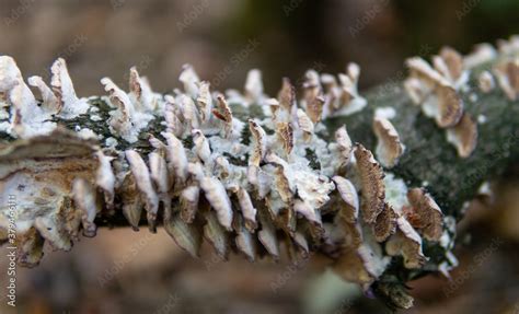 .parasitic fungi of the polypore family, scientific experiments on the ...