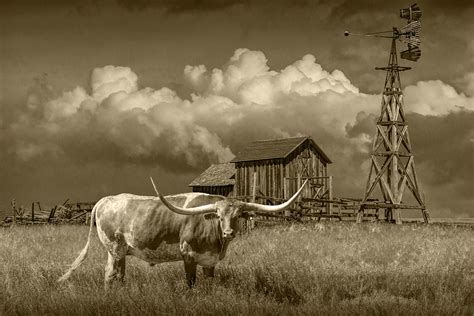 Sepia Tone Of A Longhorn Steer In A Prairie Pasture Photograph By Randall Nyhof Pixels