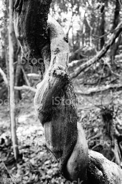 반얀 나무 Banyan 뿌리 배경입니다 블랙과 화이트의 정글 가을에 대한 스톡 사진 및 기타 이미지 가을 고대의 골동품