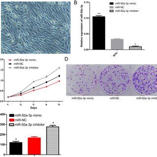 MiR 92a 3p Blocks The Progression Of Wilms Tumor By Targeting NOTCH1