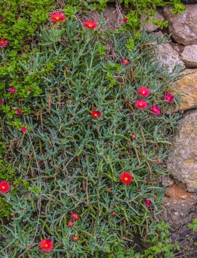 Planting Succulents That Spread: How To Grow Succulents As Groundcover