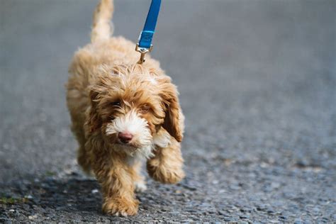 Best Dog Leash Training Tips