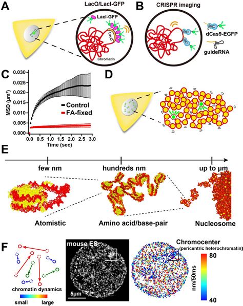 Visualization Of Dynamic Chromatin Motion Schemes For LacO LacI GFP