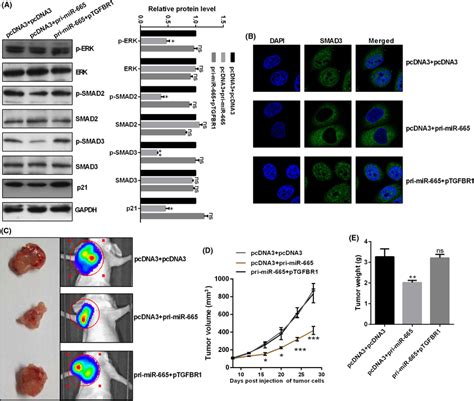 Microrna‐665 Mir‐665 Inhibited The Erksmad Pathway And Tumor Growth