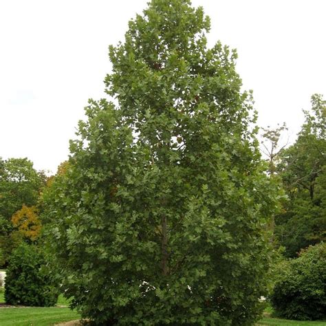 Platanus X Acerifolia Exclamation ™ Morton Circle London Planetree Garden Center Marketing