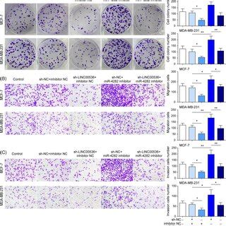 LINC00536 Knockdown Suppressed Cell Proliferation Migration And