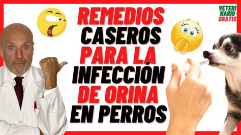 Remedios Caseros Efectivos Para Tratar La Infecci N De Orina En Perros