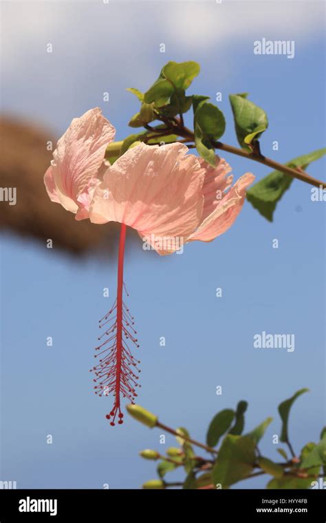 Tropical Pink Hibiscus Growing In Jamaica Stock Photo Alamy