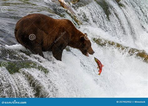 Closeup Shot of a Grizzly Bear Catching a Fish on a Flowing River Stock ...