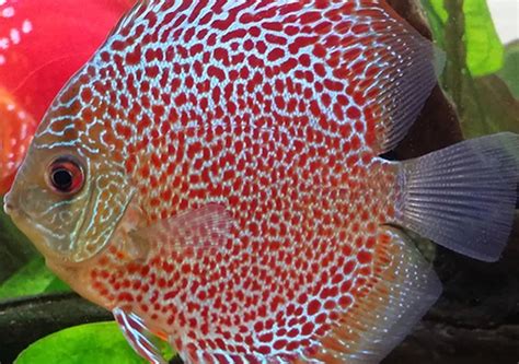 Leopard Discus Sydney Exotic Aquariums