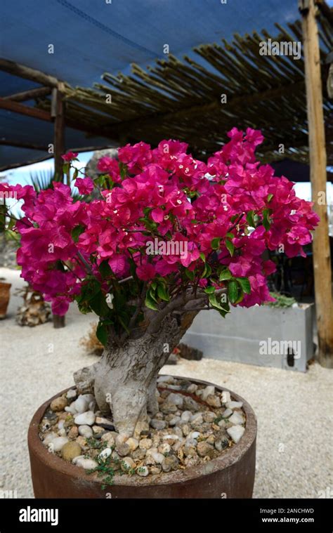 Bonsai Miniature Treebonsai Bougainvilleapink Flowersflower