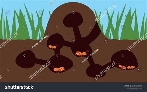 881 Underground Ant Images Stock Photos Vectors Shutterstock