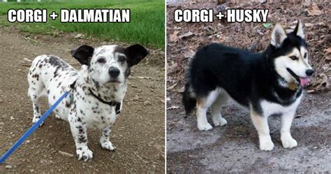 Corgi Mix With Other Breeds The Funniest Examples