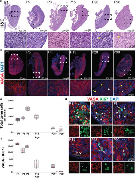 Postnatal Ovaries From Naked Mole Rats Nmr Have A Large Ovarian