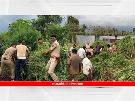 Jalna 23 Quintals Ganja Cannabis Worth 2 Crore 30 Lakh Seized In Tur