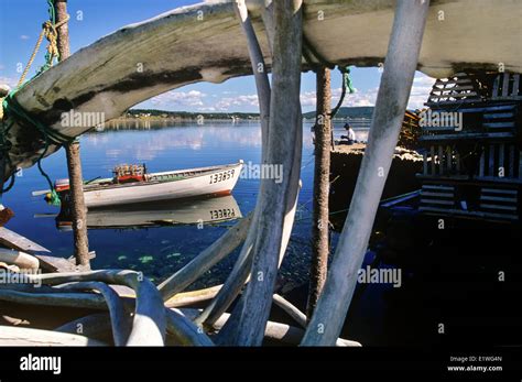 Whale Bones On Wharf Framed Wood Dory And Fisherman Dildo Newfoundland Canada Stock Photo Alamy