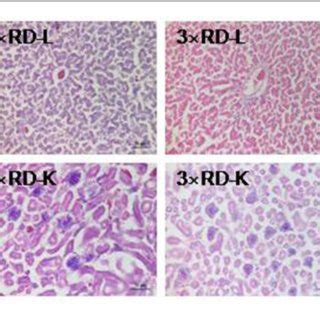 Histopathological Analysis Of Organs In The Control C And Three