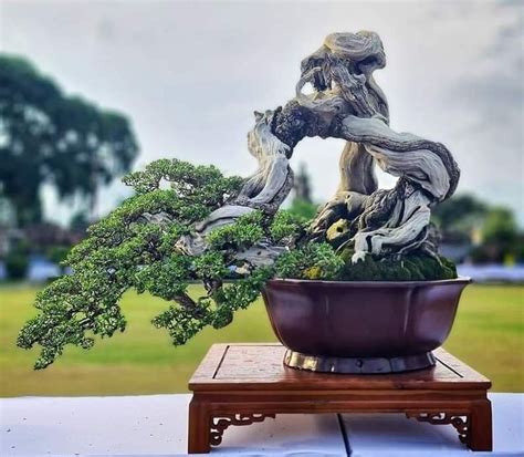 Pin Oleh Kevin Maxwell Di Bonsai Pohon Bonsai Bonsai Seni Pohon