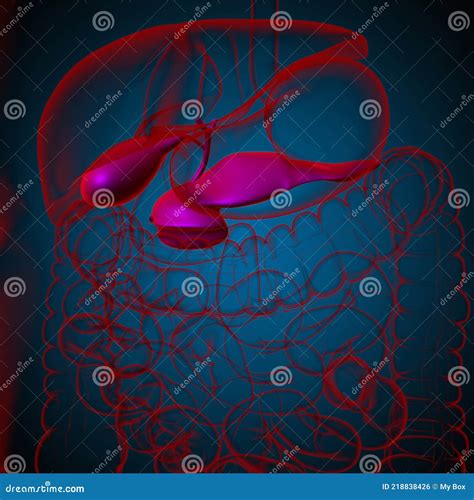 Gall Bladder Human Digestive System Anatomy D Rendering Stock