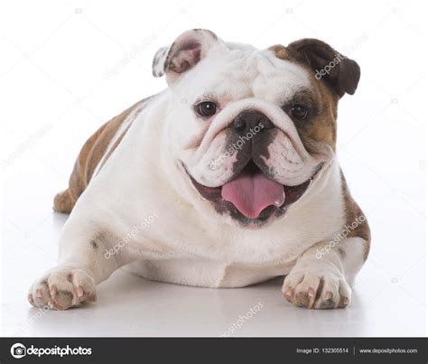 Happy English Bulldog