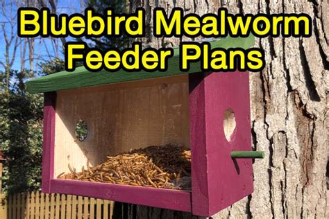 How To Build A Bluebird Feeder Free Plans And Instructions Bird Informer