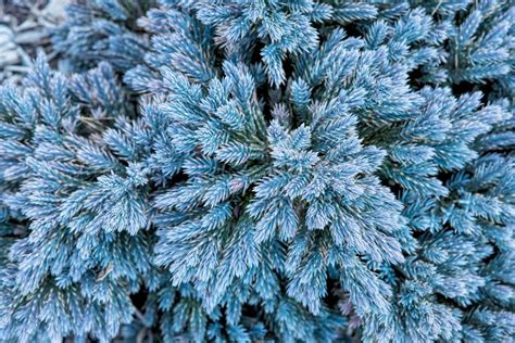 Tree Identification Pictures: Conifers | HGTV