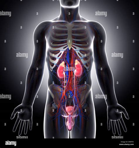 Anatomy Of Male Urinary System Stock Photo Alamy