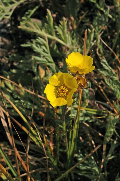 Geum Rossii Rosaceae Image At Phytoimages Siu Edu