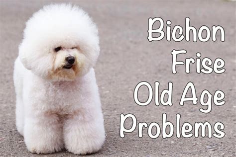 8 Problems with Old Bichons Frises and How to Avoid Them - Bichon World