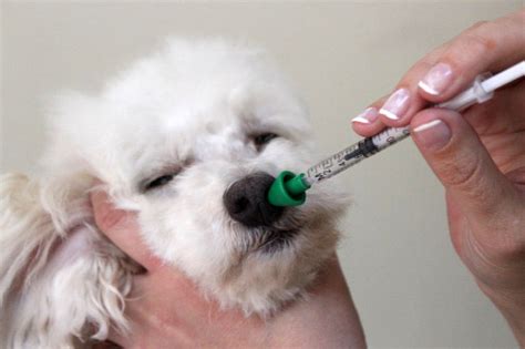 Parainfluenza Canina La Gripe De Los Perros Veterinario SOS