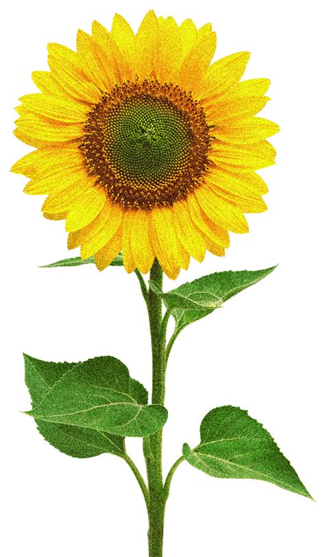 Free Svg Sunflower Transparent Svg 8399 File Include Svg Png Eps Dxf