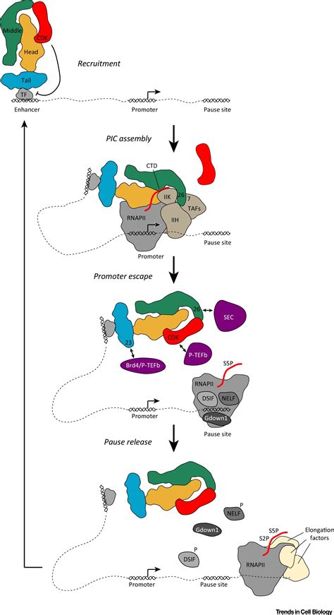 The Mediator Complex At The Nexus Of Rna Polymerase Ii Transcription