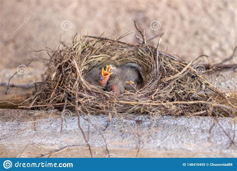 Pintainhos No Ninho Que Pedem O Alimento P Ssaros Wildlife Imagem De