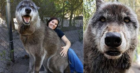 Este increíble perro lobo husky y pastor alemán gigante se ha hecho